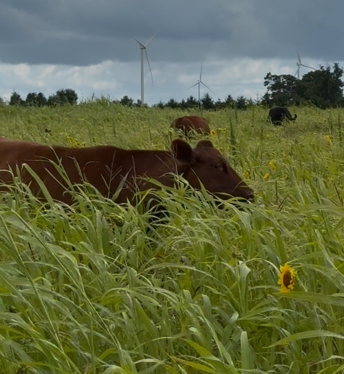 Rotational Grazing: Farming That Heals the Land – 5 Chicks and a Farmer