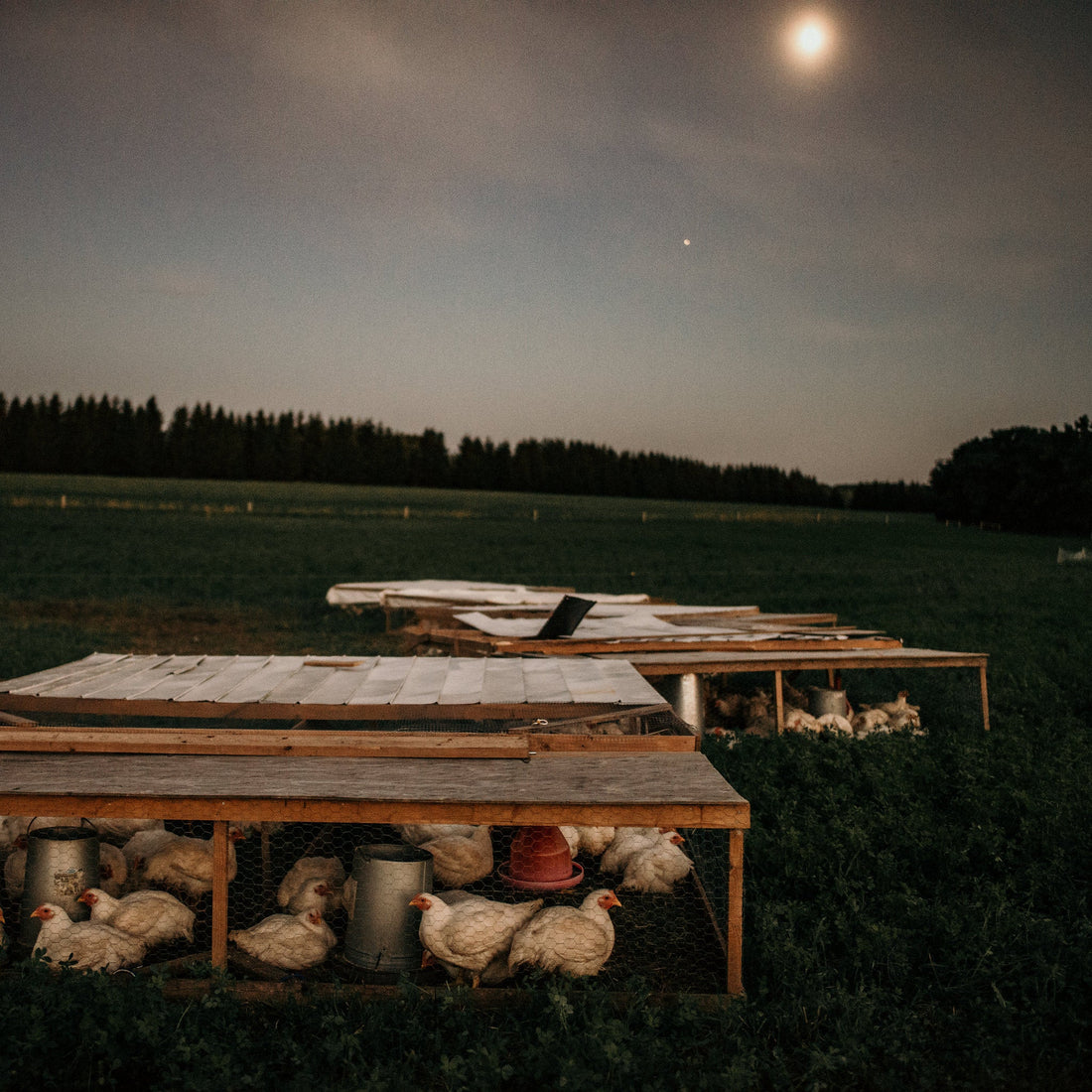 Regenerative Farming: The Future of Sustainable Meat