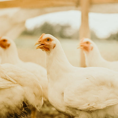 Chicken on grass.jpg__PID:af7c4923-75f1-4d34-bb7c-d5c71be73db2