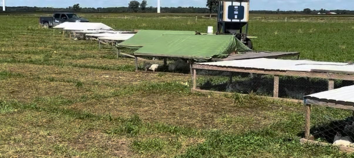pasture raised chickens in chicken tractors